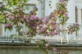 Spring blossoms on a sunny day in a park near palace. White historical building in a park in Saint Petersburg. Royalty Free Stock Photo