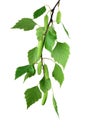 Spring blossoms tree birch with young green leaves. /isolated/