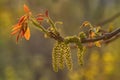 Spring Blossoms Tree Walnuts Royalty Free Stock Photo