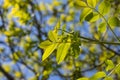 Spring blossoms tree walnuts with young green leaves on blue sky backgrounds Royalty Free Stock Photo