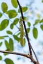 Spring blossoms tree walnuts Royalty Free Stock Photo