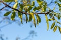 Spring blossoms tree walnuts Royalty Free Stock Photo