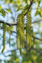 Spring blossoms tree walnuts Royalty Free Stock Photo