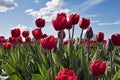 Spring Blossoms At Tulip Festival Royalty Free Stock Photo