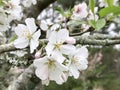 Beautiful Ornamental Spring Blossoming Yoshino Cherry Flowers