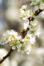 Spring Blossoming Yoshino Cherry Flowers