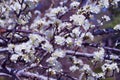 Spring Blossoming Yoshino Cherry Flowers