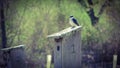 spring blue bird meadow forest Pennsylvania nature Royalty Free Stock Photo