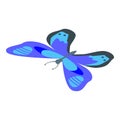 Spring blue butterfly icon, isometric style Royalty Free Stock Photo