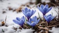 Spring blue crocus flowers in snow