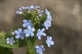 Spring blue flower Royalty Free Stock Photo