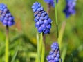 Spring blue flower of grape hyacinth Royalty Free Stock Photo