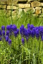 Part of beautiful spring garden with brick wall, green grass and blue flowers grape hyacinths