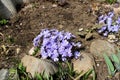 spring blue flowers near the stone