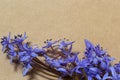 Spring blue flowers of Scilla bifolia on old yellow paper background with blank space for text. Floral frame for greeting or Royalty Free Stock Photo