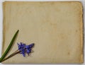 Spring blue flowers of Scilla bifolia on old yellow paper background with blank space for text. Floral frame for greeting or Royalty Free Stock Photo