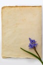 Spring blue flowers of Scilla bifolia on old yellow paper background with blank space for text. Floral frame for greeting or Royalty Free Stock Photo