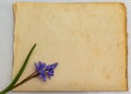 Spring blue flowers of Scilla bifolia on old yellow paper background with blank space for text. Floral frame for greeting or Royalty Free Stock Photo