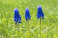 Spring Blue Flowers, Springtime, Blooming, Seasonal