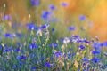 Spring blue flowers at sunset Royalty Free Stock Photo
