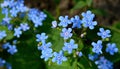 Spring blue forget-me-not flowers. Closeup of Myosotis sylvatica little blue flowers on a blurred background. Royalty Free Stock Photo