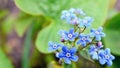 Spring blue forget-me-not flowers. Closeup of Myosotis sylvatica little blue flowers on a blurred background. Royalty Free Stock Photo