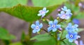 Spring blue forget-me-not flowers. Closeup of Myosotis sylvatica little blue flowers on a blurred background. Royalty Free Stock Photo