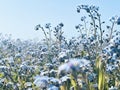 Spring blue forget-me-nots flowers, pastel background with selective focus Royalty Free Stock Photo