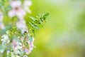 Spring blue forget-me-nots flowers Royalty Free Stock Photo