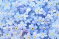 Spring blue forget-me-nots flowers posy