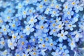 Spring blue forget-me-nots flowers posy, pastel background