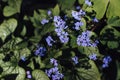 Spring blue forget-me-nots flowers posy.