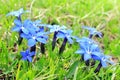 Spring blue gentians Royalty Free Stock Photo