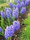 Fragrant Spring Blue Hyacinths bloom in a row Royalty Free Stock Photo