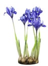 Spring blue irises grow from bulbs