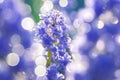 Spring blue muscari flowers  blooming in flower bed Royalty Free Stock Photo