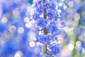 Spring blue muscari flowers  blooming in flower bed Royalty Free Stock Photo