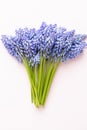 Spring blue muscari flowers. Muscari flowers on pink pastel background. Spring greeting card Royalty Free Stock Photo