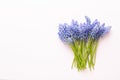 Spring blue muscari flowers. Muscari flowers on pink pastel background. Spring greeting card Royalty Free Stock Photo