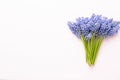 Spring blue muscari flowers. Muscari flowers on pink pastel background. Spring greeting card Royalty Free Stock Photo