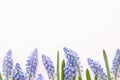 Spring blue muscari flowers. Muscari flowers on pink pastel background. Spring greeting card Royalty Free Stock Photo