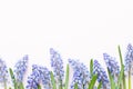 Spring blue muscari flowers. Muscari flowers on pink pastel background. Spring greeting card Royalty Free Stock Photo