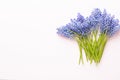 Spring blue muscari flowers. Muscari flowers on pink pastel background. Spring greeting card Royalty Free Stock Photo