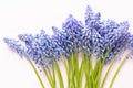 Spring blue muscari flowers. Muscari flowers on pink pastel background. Spring greeting card Royalty Free Stock Photo