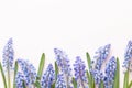 Spring blue muscari flowers. Muscari flowers on pink pastel background. Spring greeting card Royalty Free Stock Photo