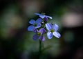 Spring blue and purple blossom macro nature early bloomers