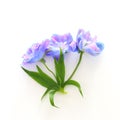Spring blue with purple flowers isolated on white background Royalty Free Stock Photo