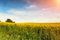 Spring blue sky above seed field. Royalty Free Stock Photo