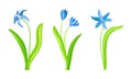 Spring blue snowdrops set. Beautiful elegant blooming flower, spring symbol vector illustration