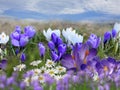 Spring blue white lilac  crocuses flowers blue sky and sunny weather  light yellow trees beam  natuere landscape Royalty Free Stock Photo